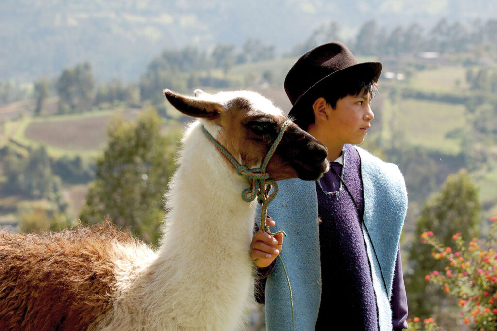 Llama Otavalo